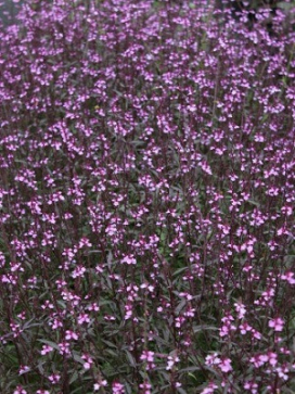 VERBENA officinalis Bampton